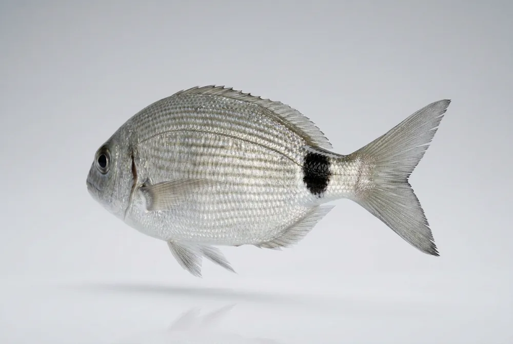 Occhiata — 3/4 dietro