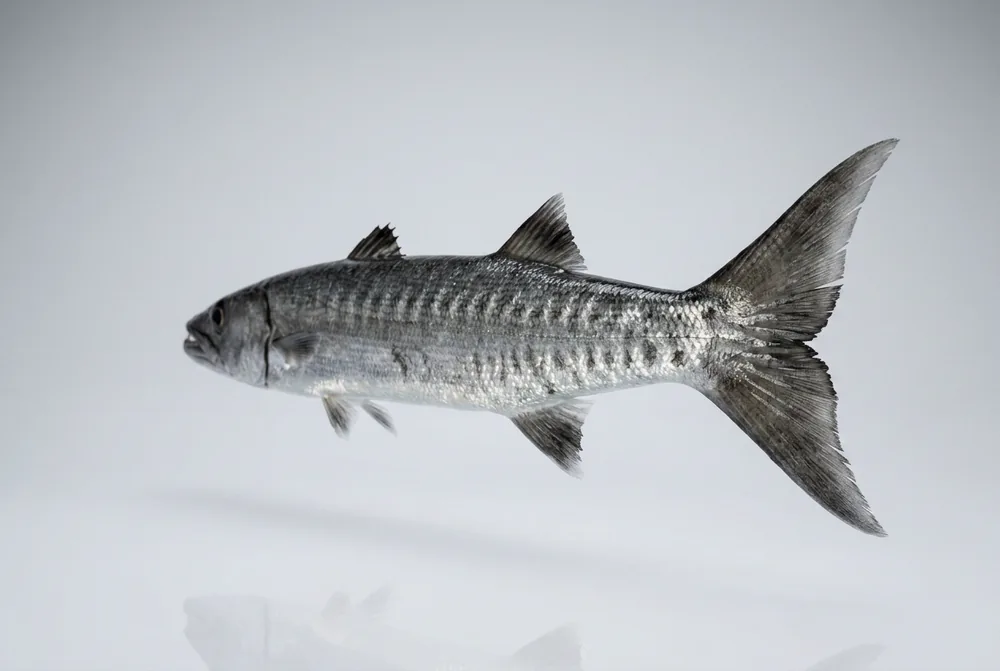 Barracuda del Pacifico — 3/4 dietro
