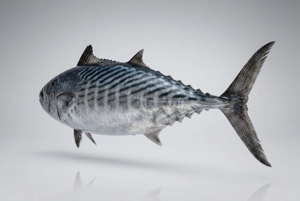 Bonito del Pacifico — 3/4 dietro
