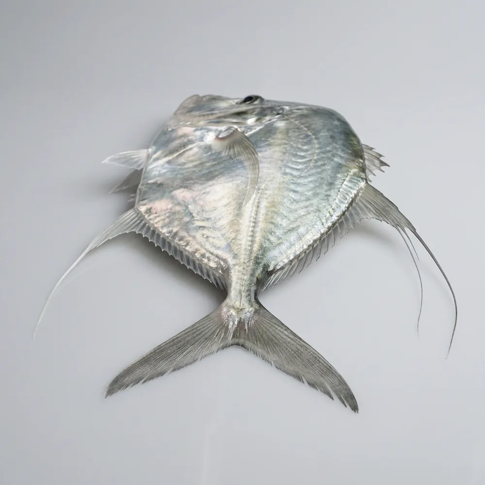 Peixe-galo — 3/4 dietro