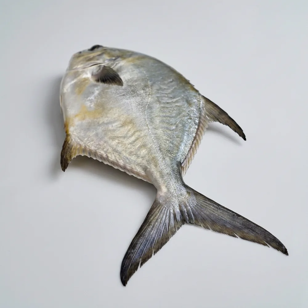 Permit — 3/4 dietro