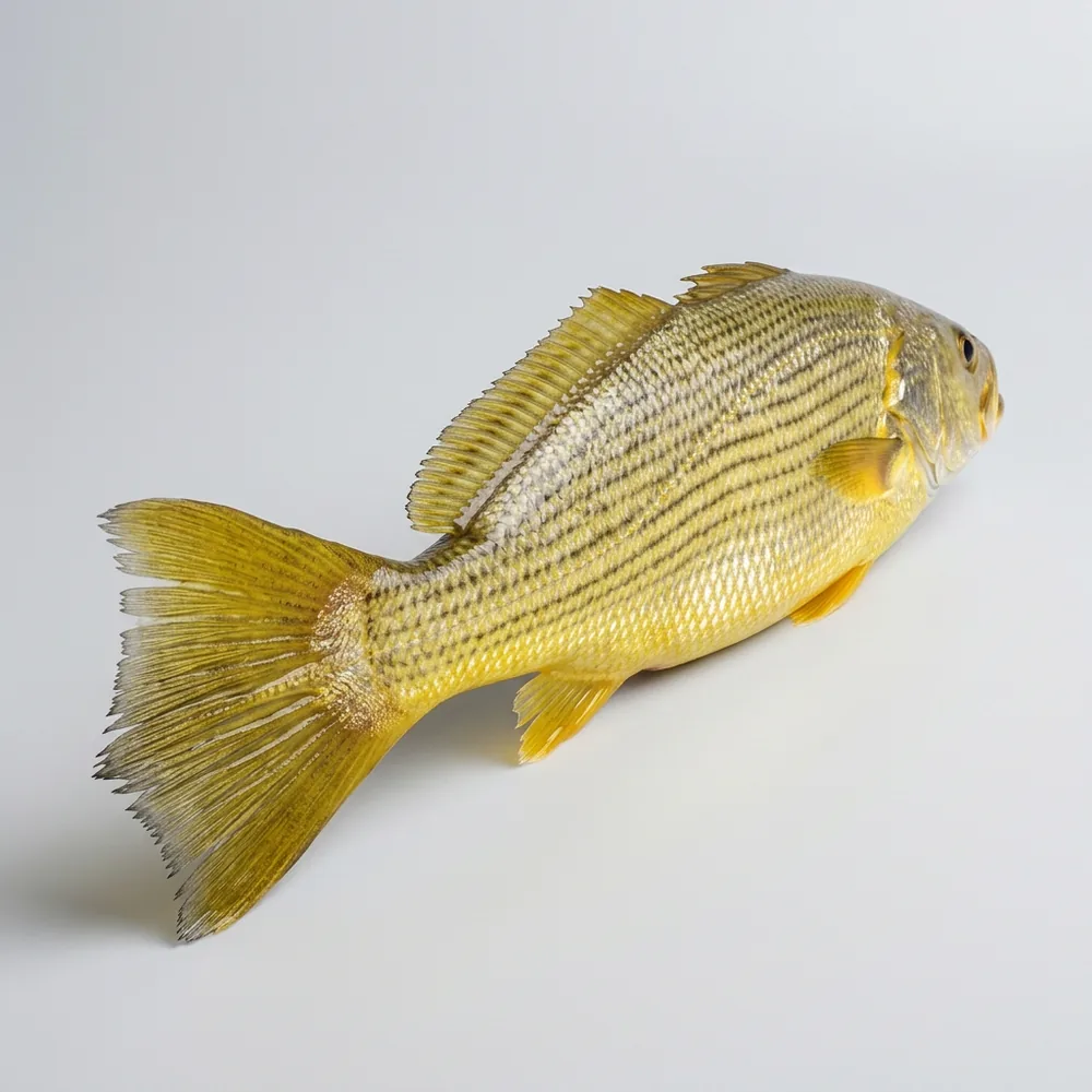 Pescada-amarela — 3/4 dietro