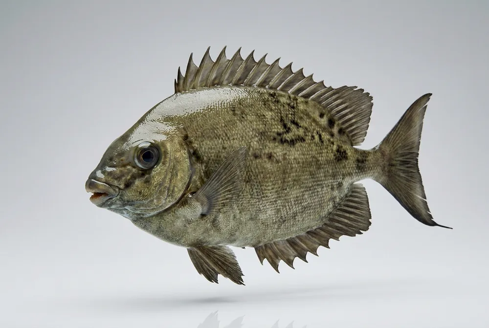 Pesce coniglio — 3/4 avanti