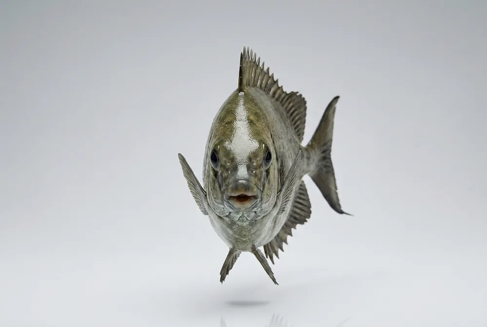 Pesce coniglio — Frontale