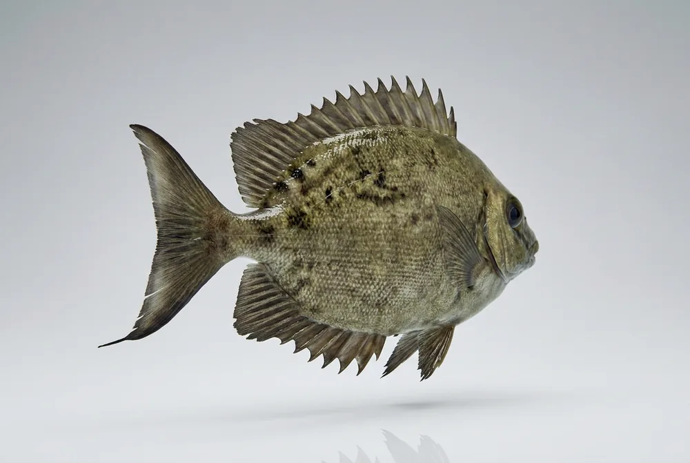 Pesce coniglio — 3/4 dietro