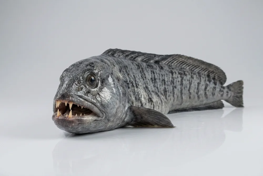 Pesce lupo — 3/4 avanti