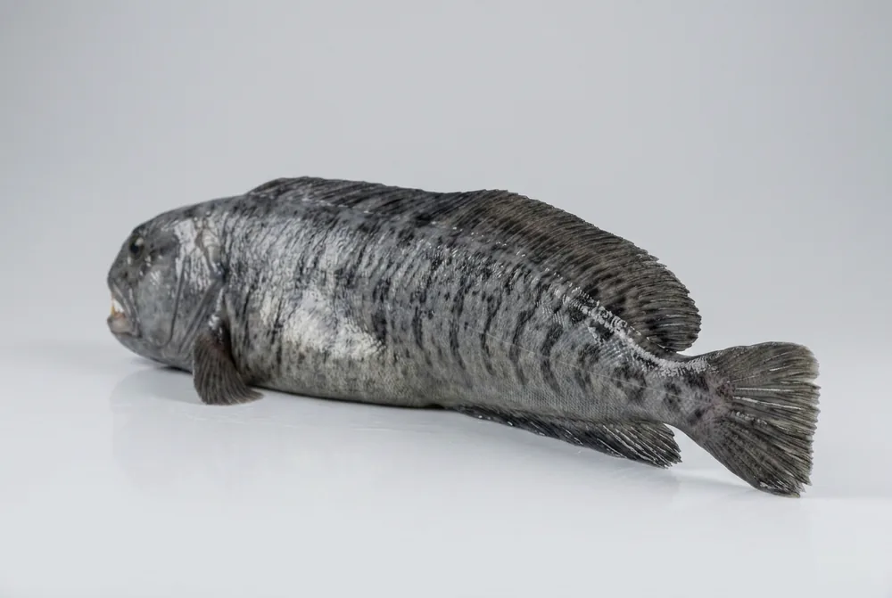 Pesce lupo — 3/4 dietro