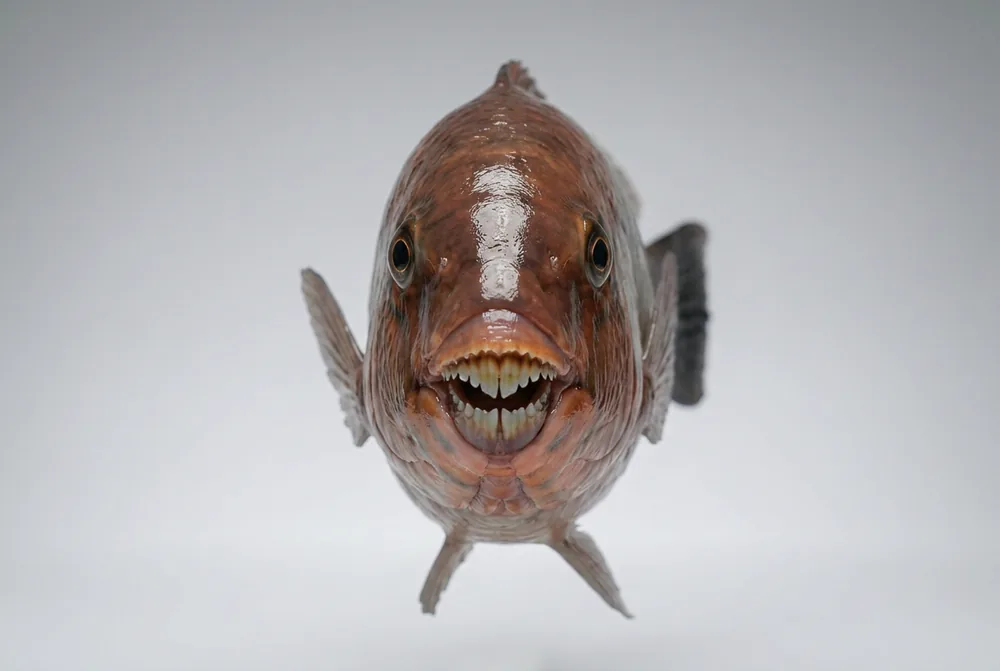 Pesce pappagallo mediterraneo — Frontale