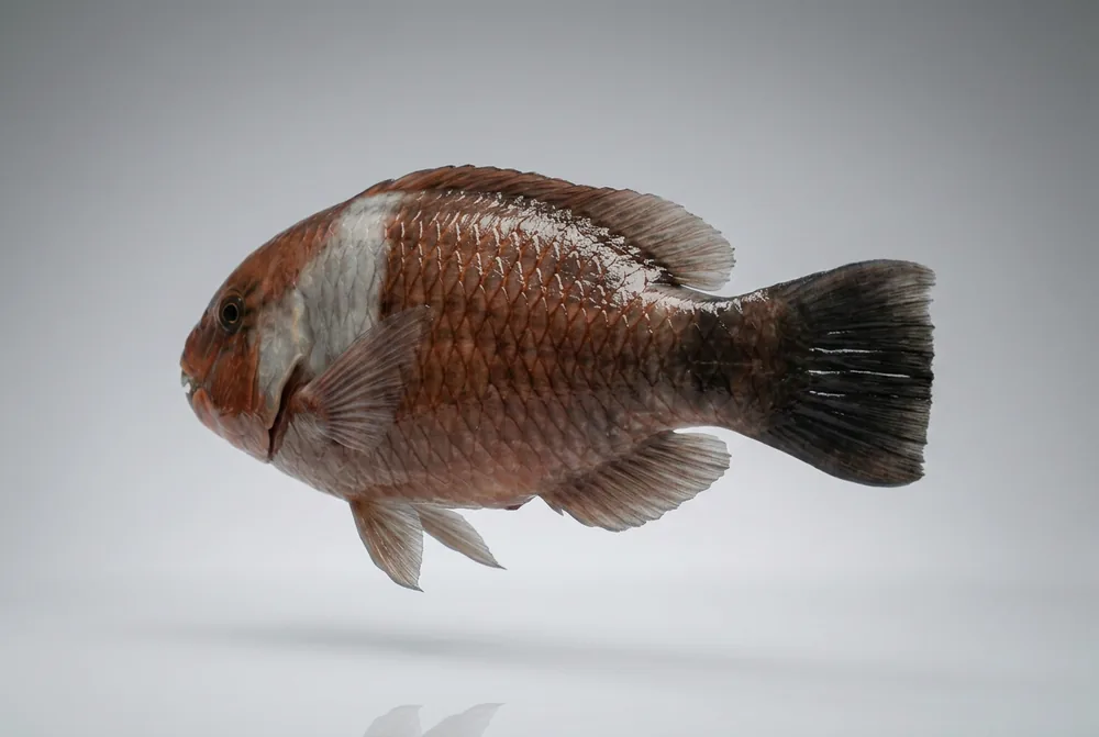 Pesce pappagallo mediterraneo — 3/4 dietro