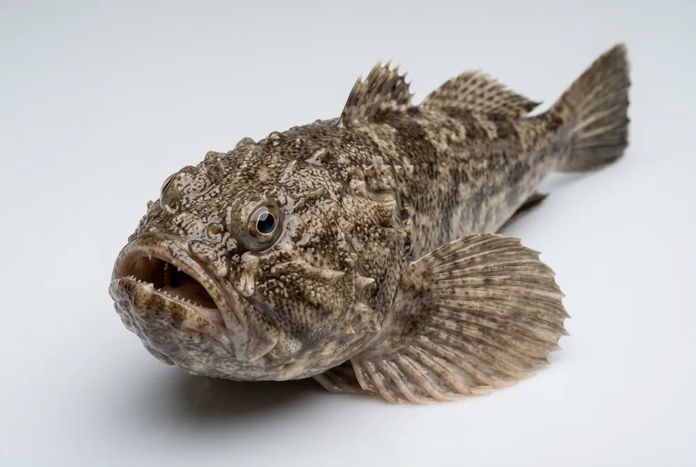 Pesce prete — 3/4 avanti