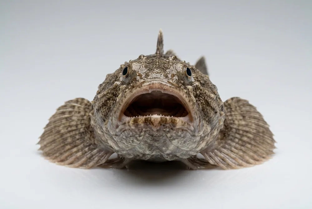 Pesce prete — Frontale