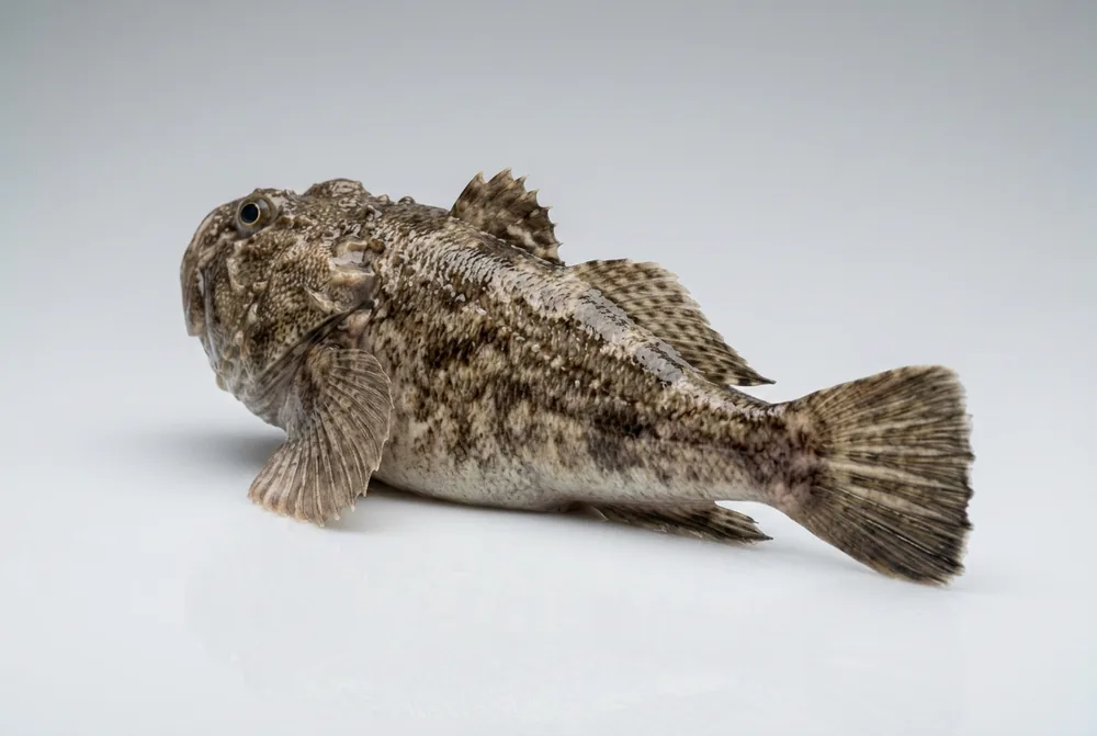 Pesce prete — 3/4 dietro