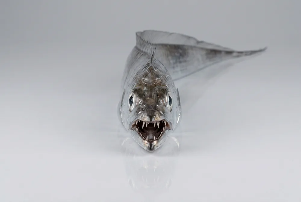 Pesce sciabola — Frontale