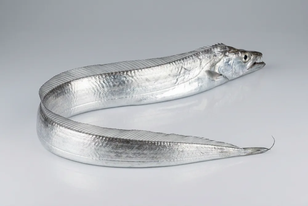 Pesce sciabola — 3/4 dietro