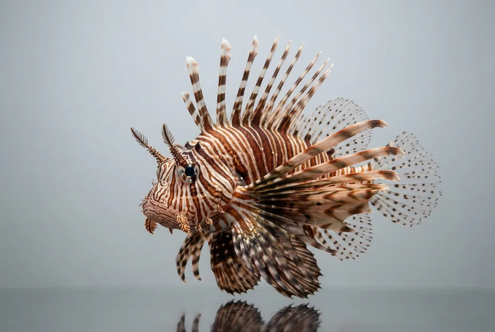 Pesce scorpione — 3/4 avanti