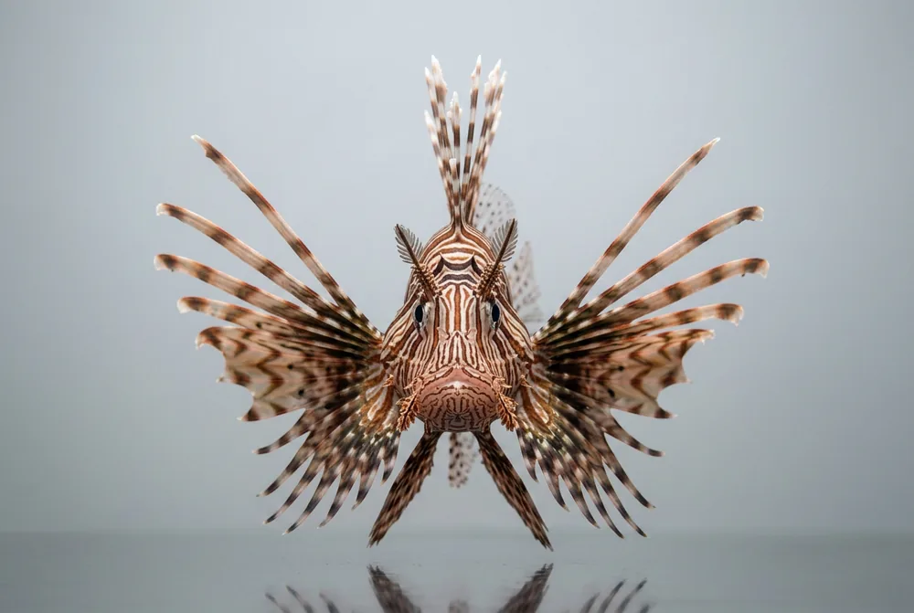 Pesce scorpione — Frontale