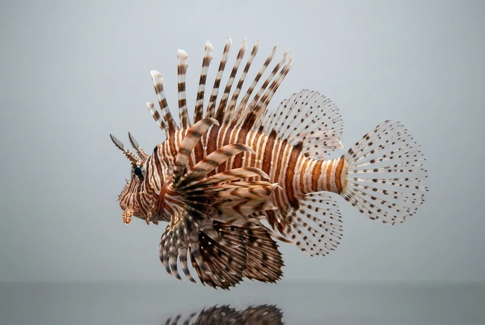 Pesce scorpione — 3/4 dietro