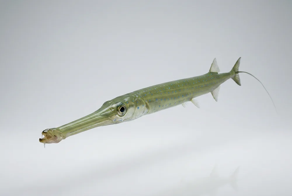 Pesce trombetta — 3/4 avanti