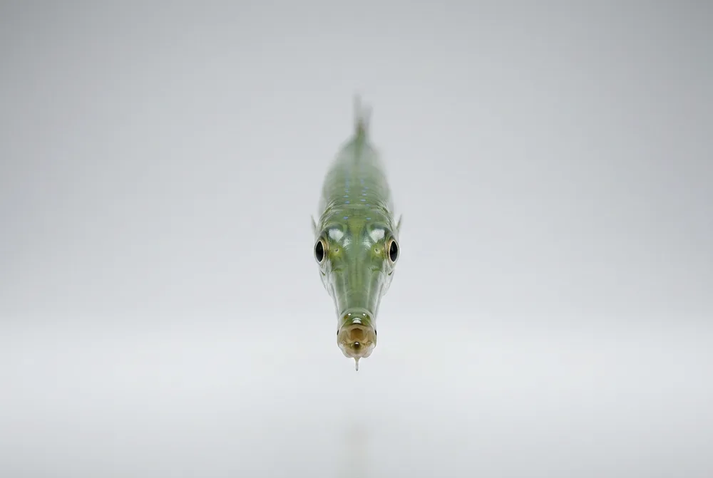 Pesce trombetta — Frontale