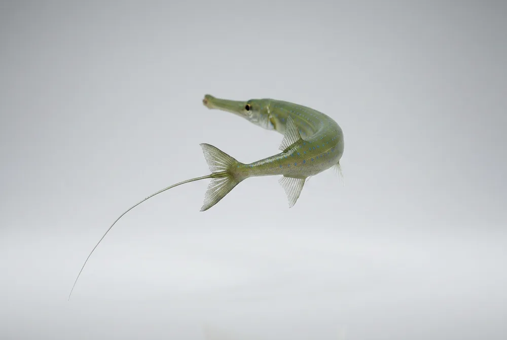 Pesce trombetta — 3/4 dietro