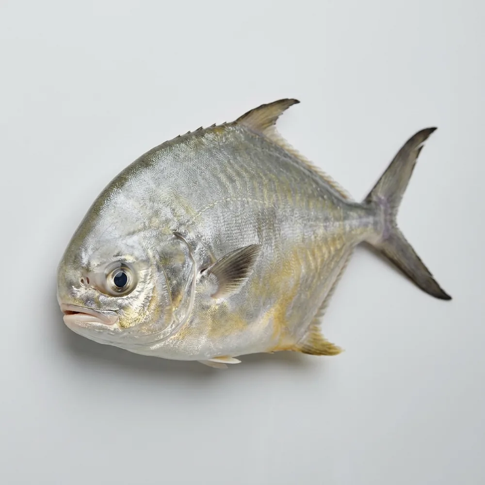 Pompano della Florida — 3/4 avanti