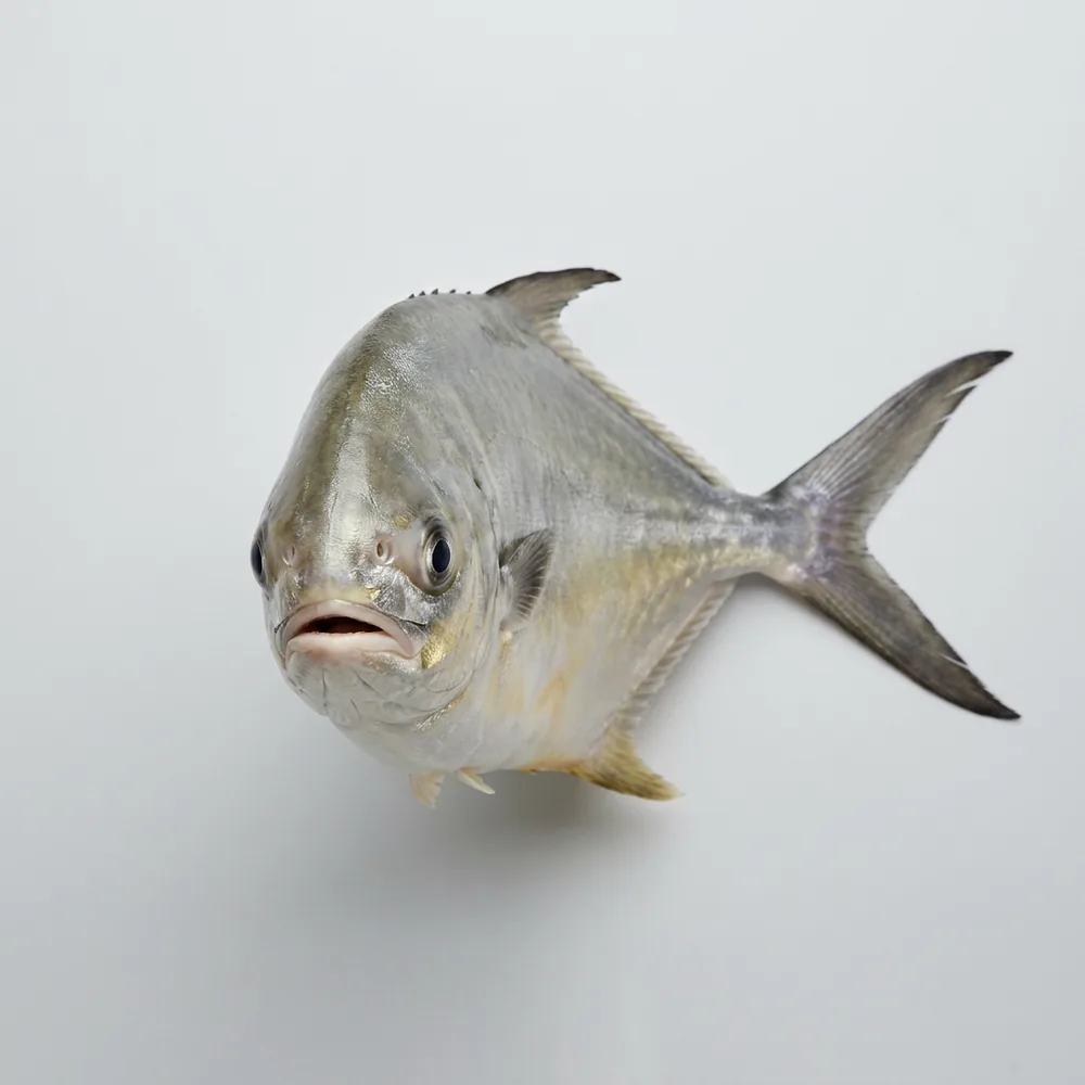 Pompano della Florida — Frontale