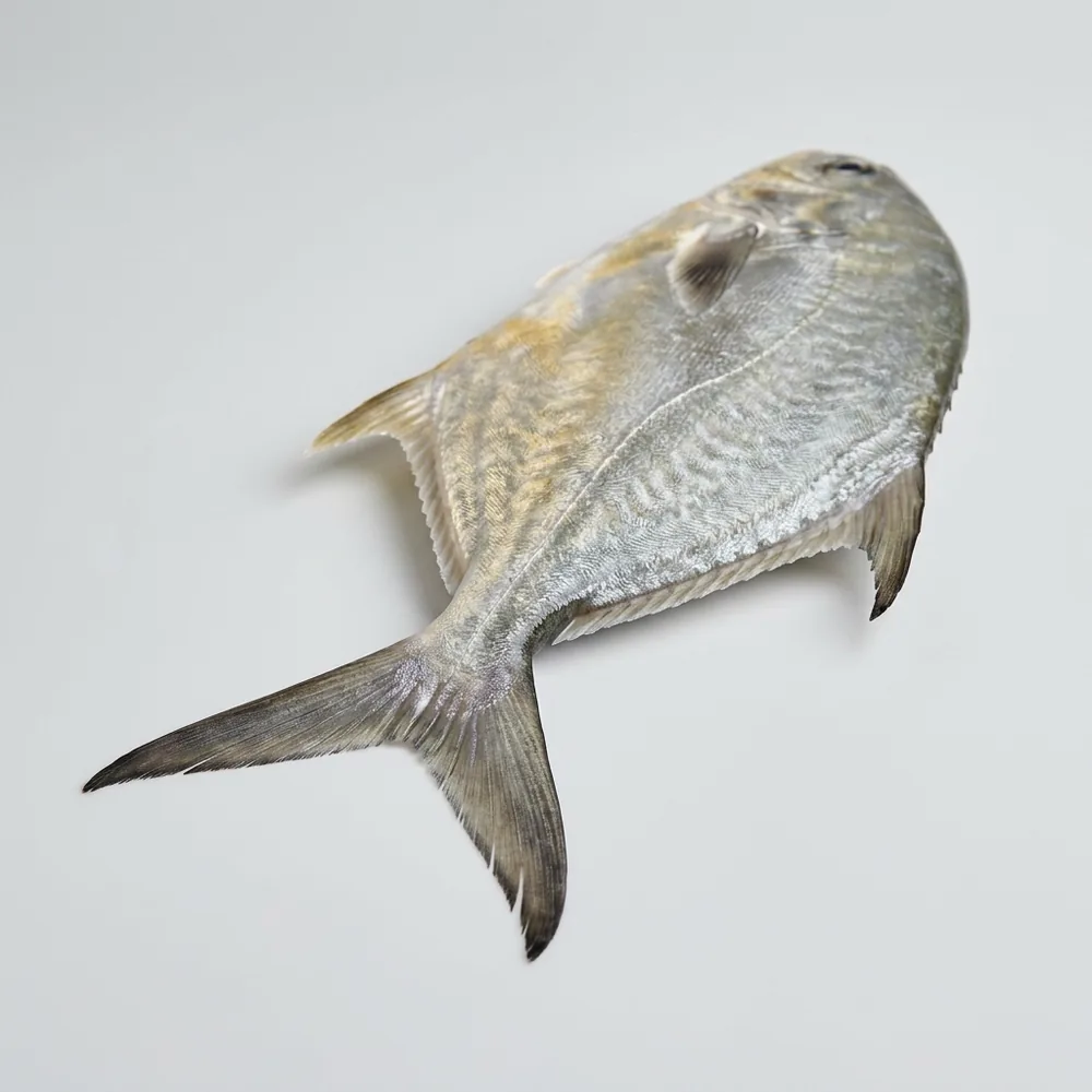 Pompano della Florida — 3/4 dietro