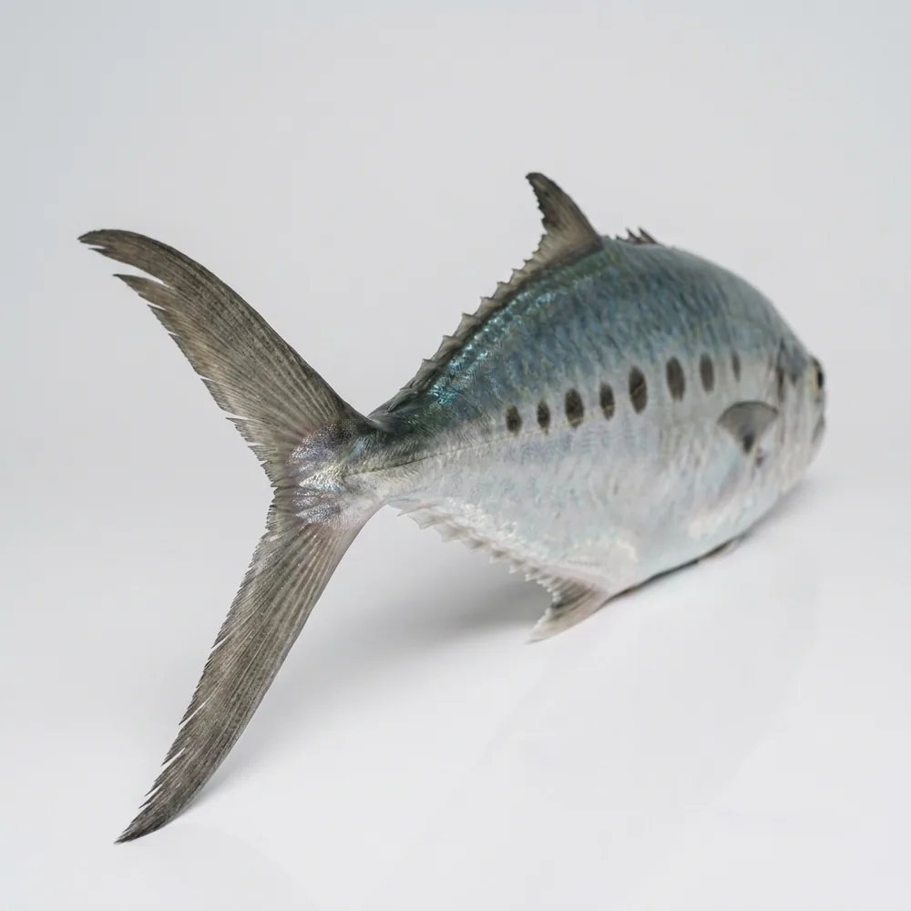 Queenfish — 3/4 dietro