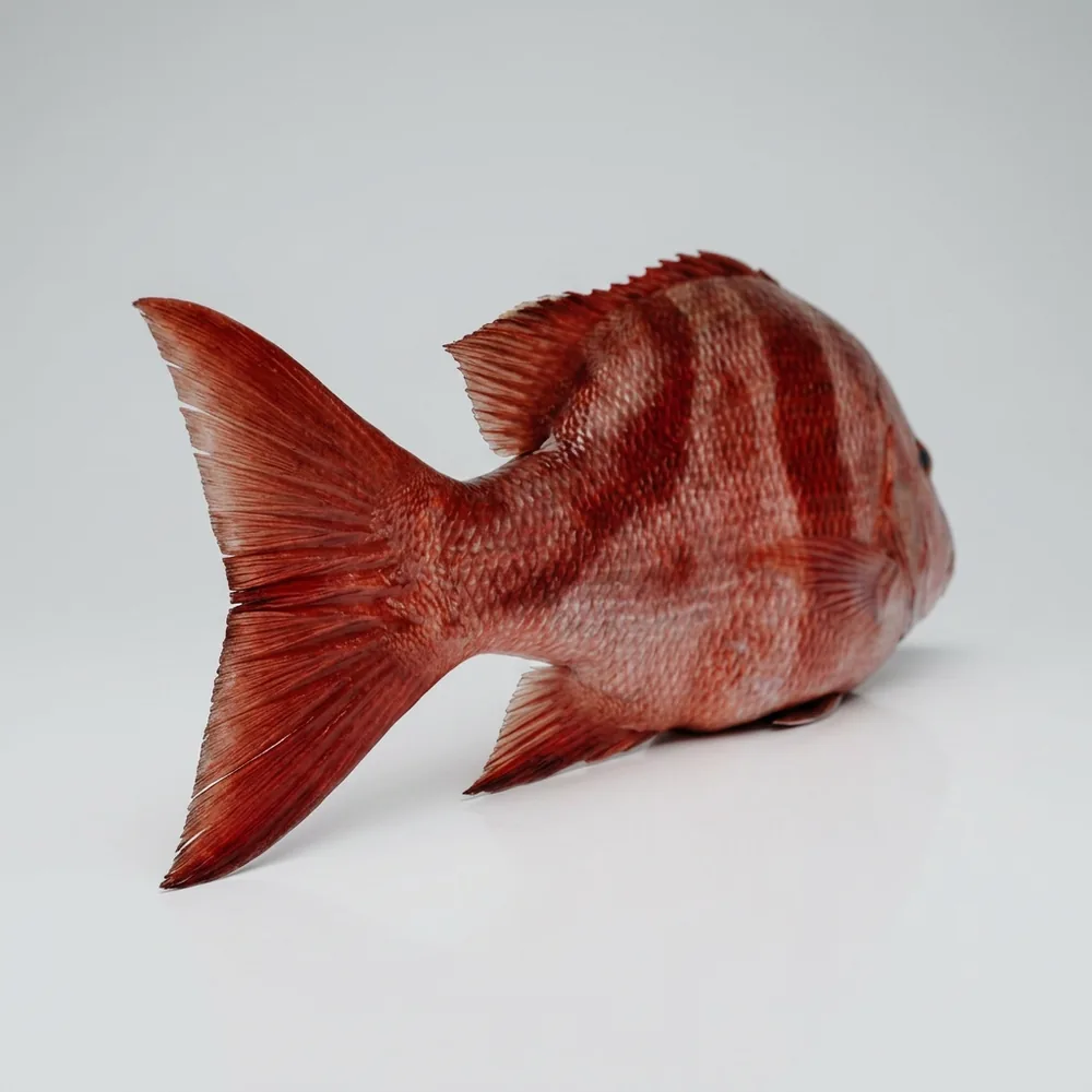 Imperatore rosso — 3/4 dietro