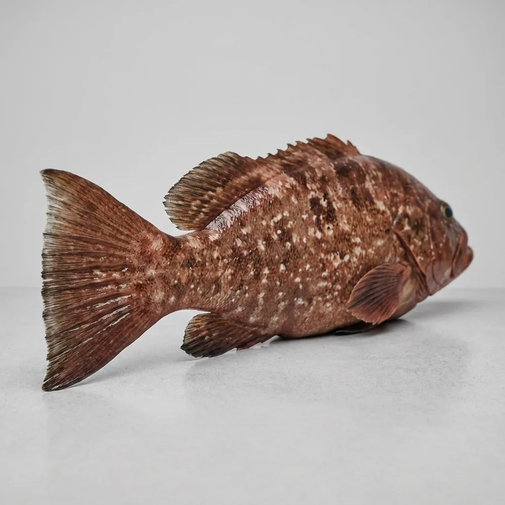 Cernia rossa — 3/4 dietro
