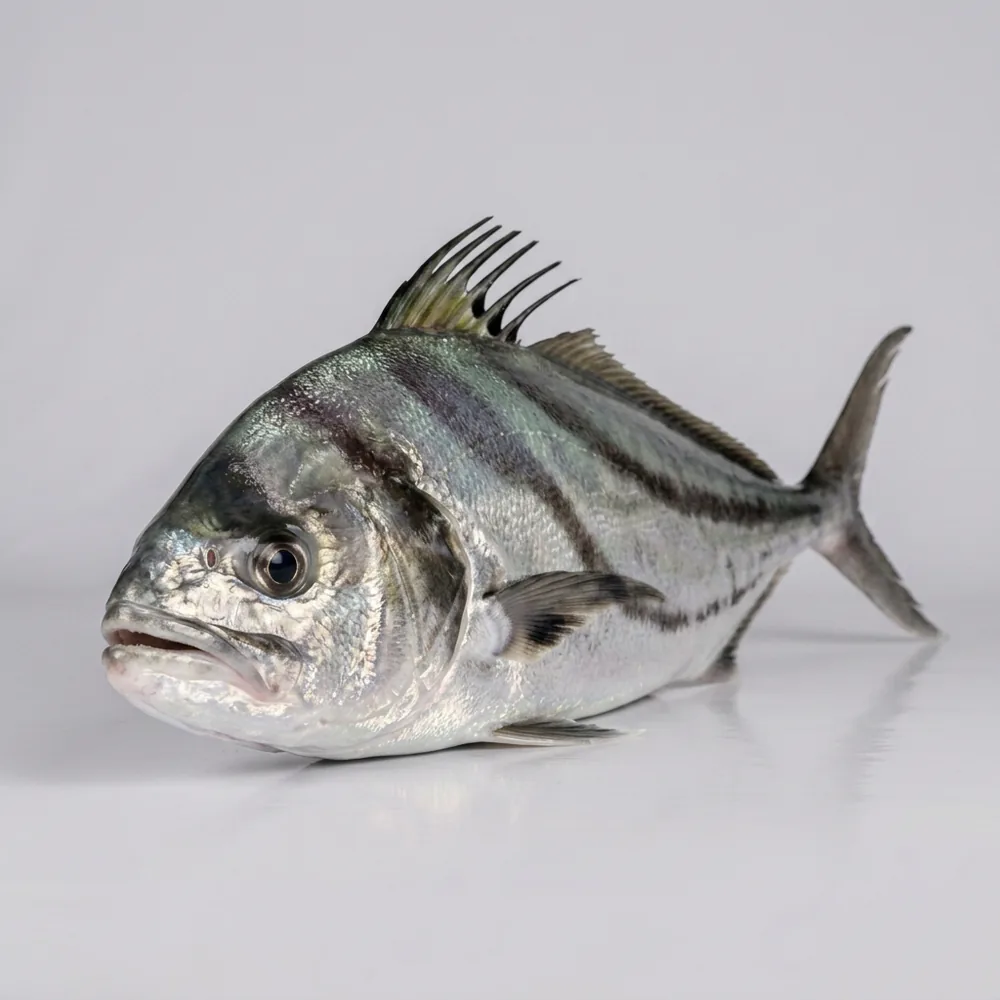 Pesce gallo — 3/4 avanti
