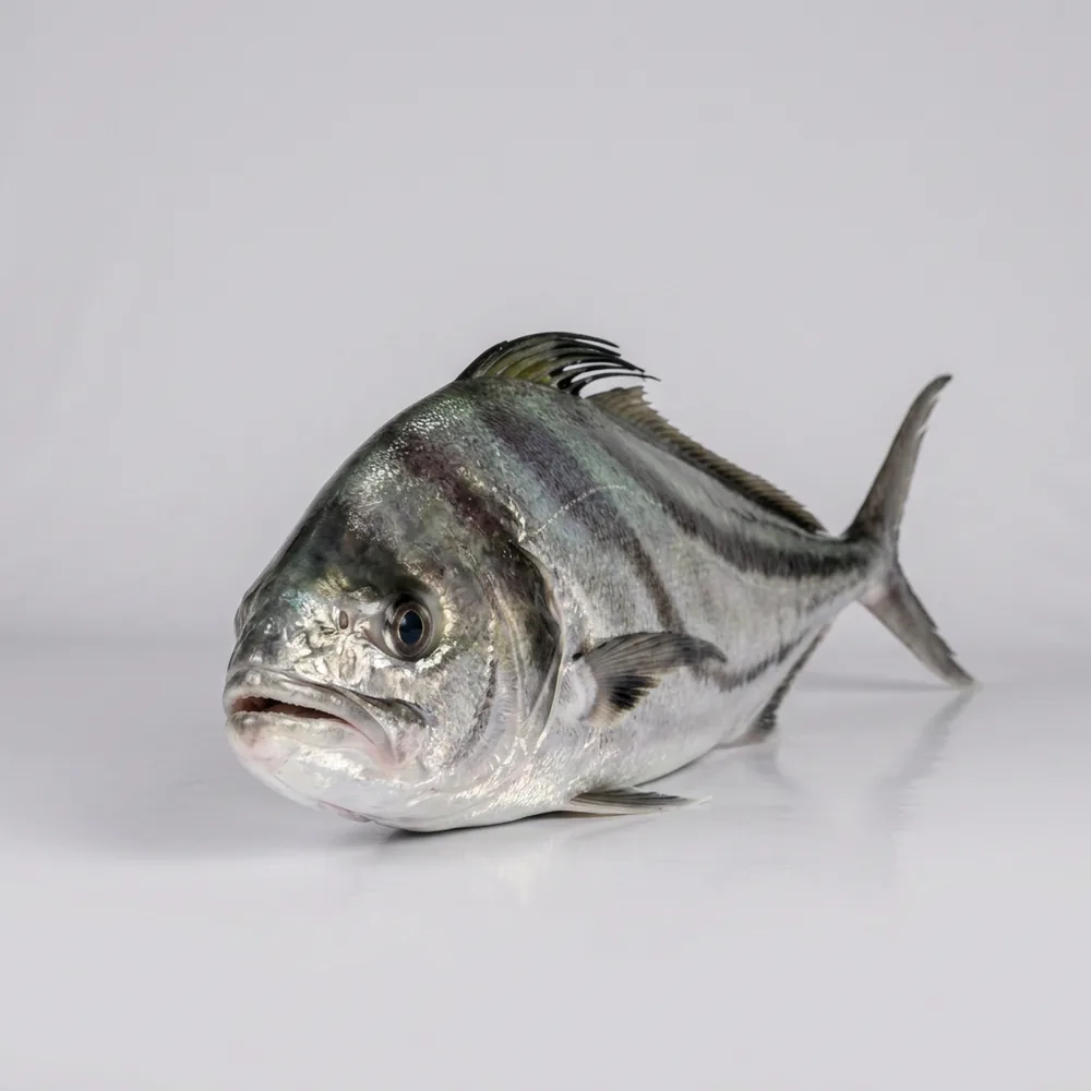 Pesce gallo — Frontale