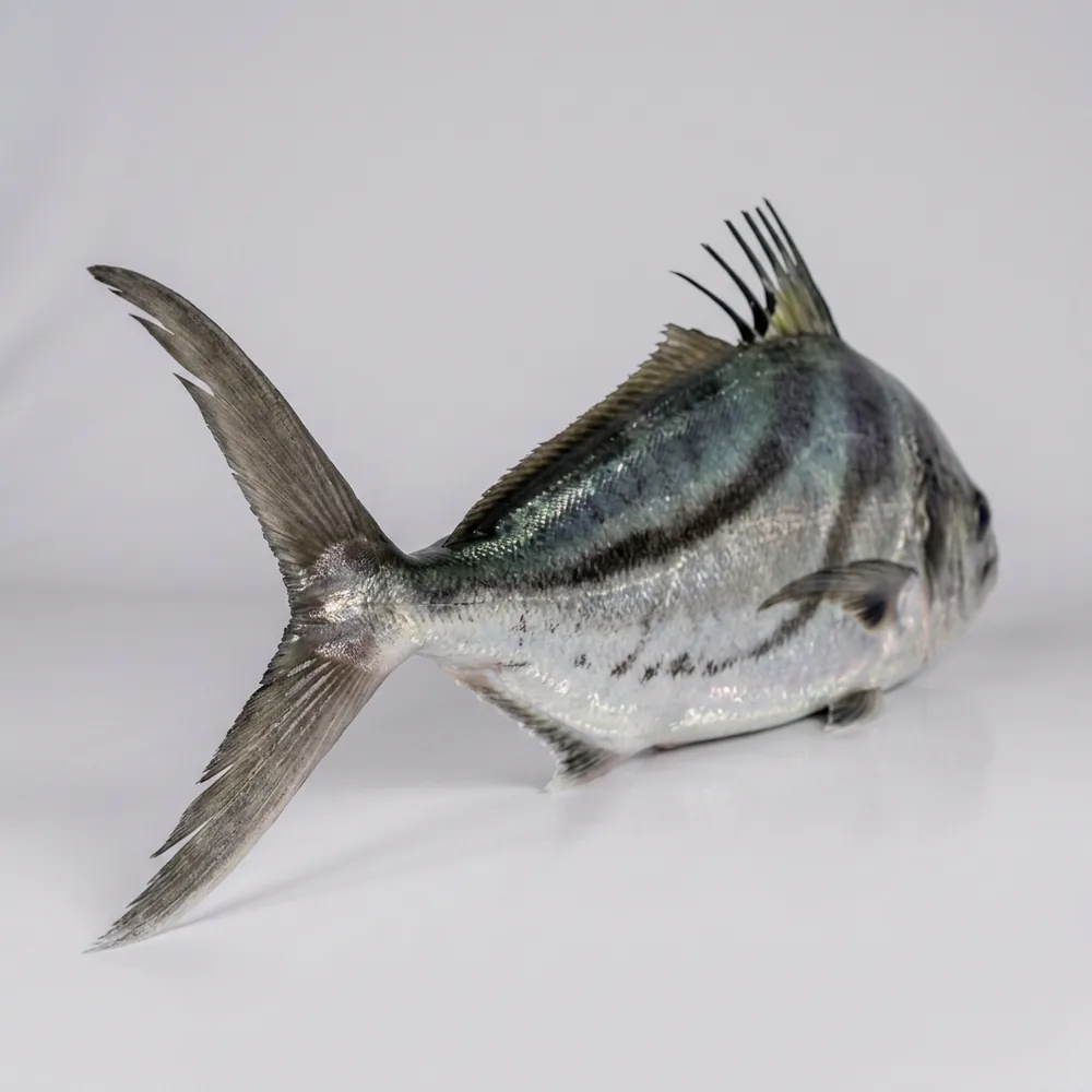 Pesce gallo — 3/4 dietro