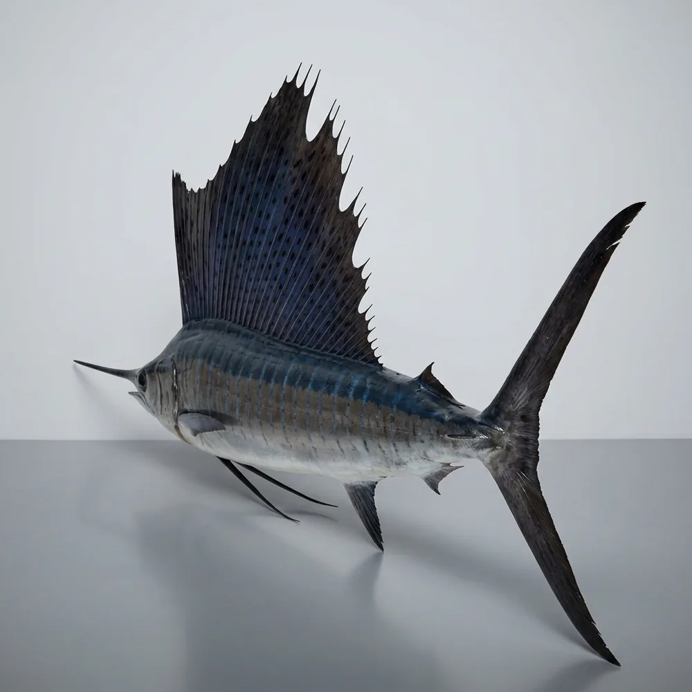 Pesce vela — 3/4 dietro