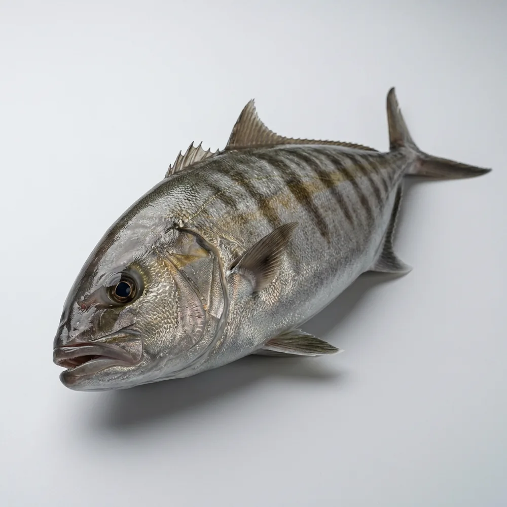 Samson Fish — 3/4 avanti