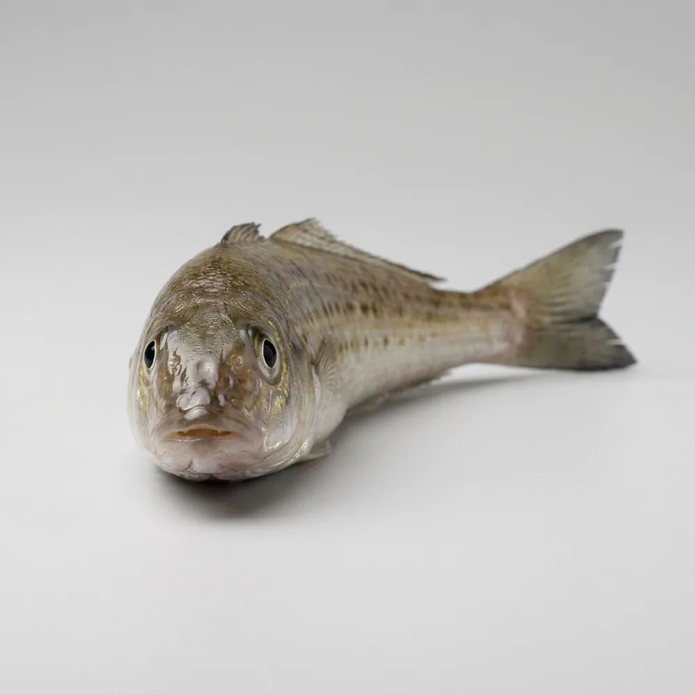 Whiting di sabbia — Frontale