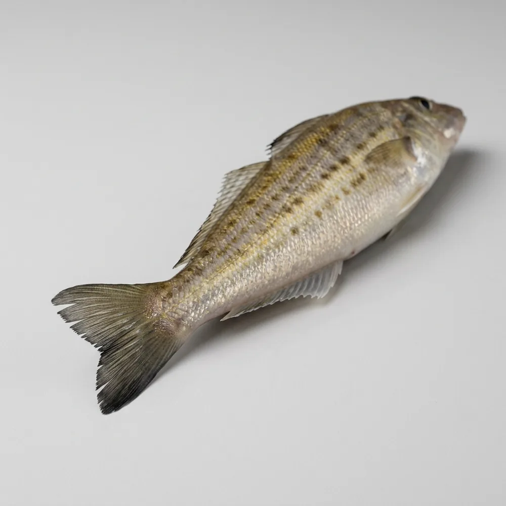 Whiting di sabbia — 3/4 dietro
