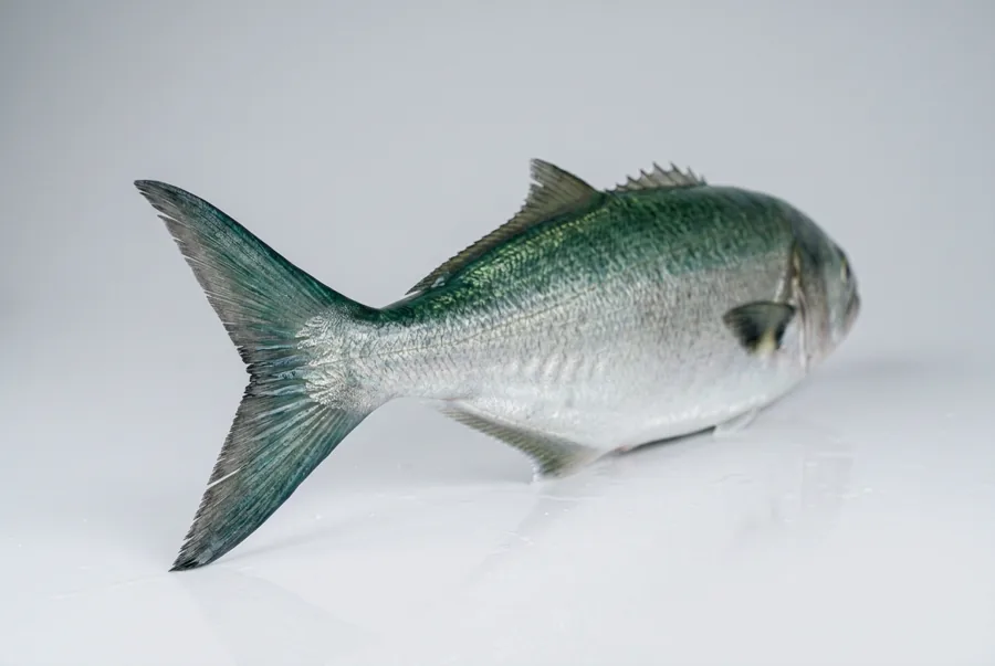 Pesce serra — 3/4 dietro