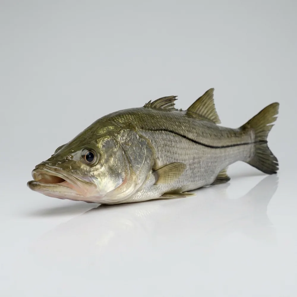 Snook — 3/4 avanti