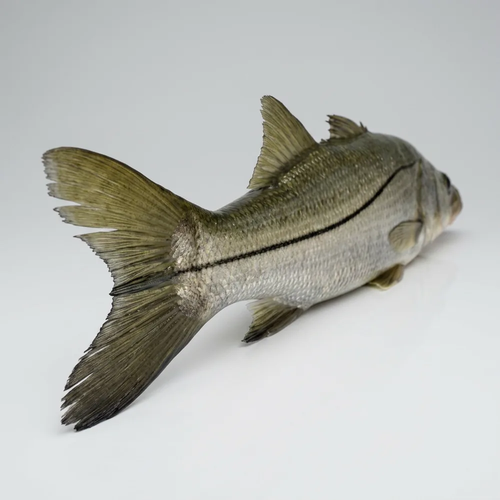 Snook — 3/4 dietro