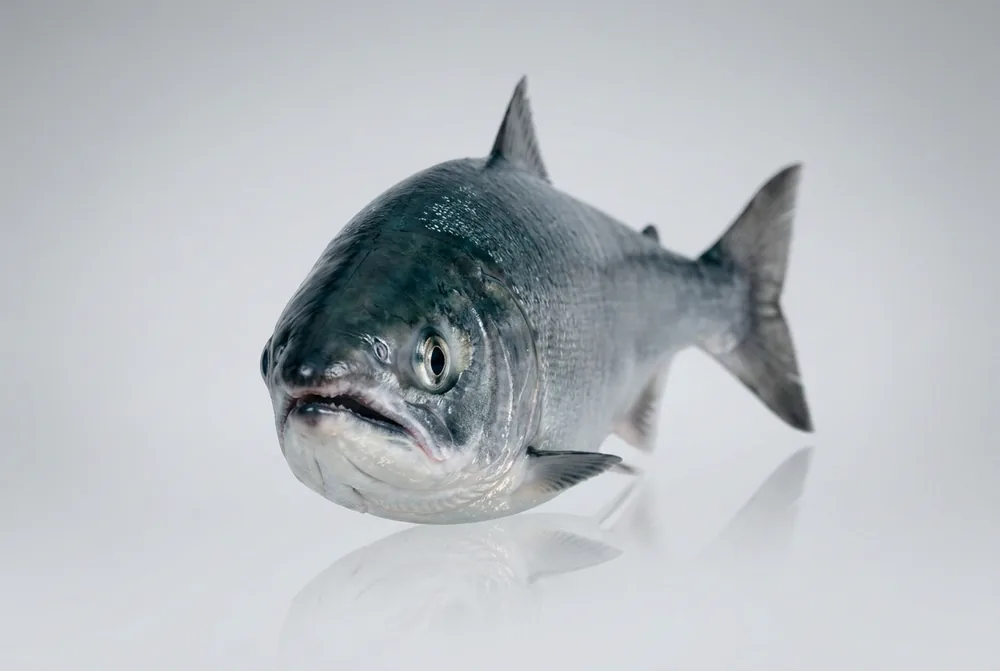 Salmone rosso — Frontale