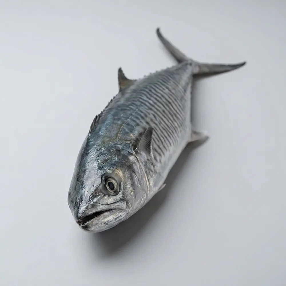 Sgombro reale indo-pacifico — Frontale
