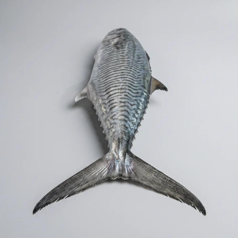 Sgombro reale indo-pacifico — 3/4 dietro