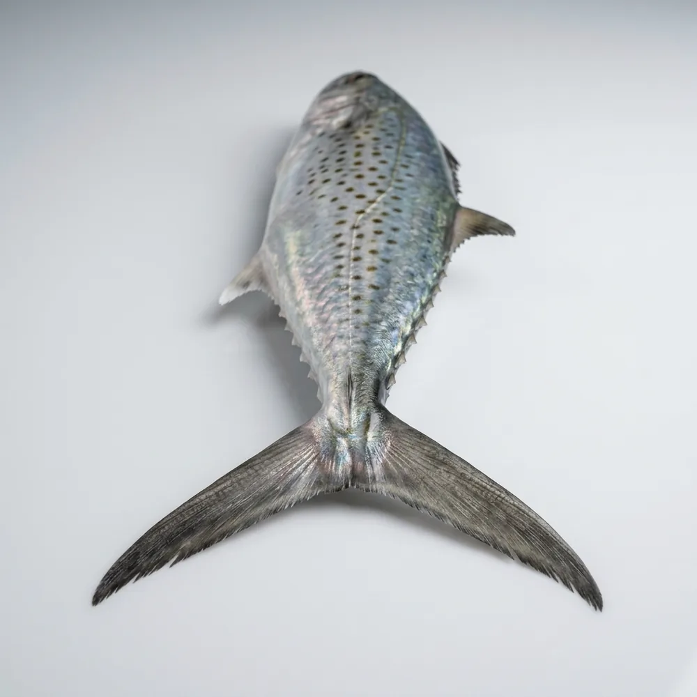 Sgombro maculato australiano — 3/4 dietro