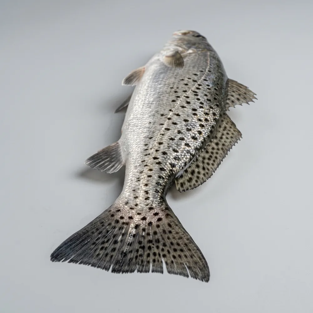 Trota di mare maculata — 3/4 dietro