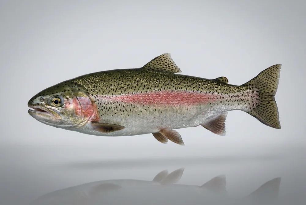 Steelhead — 3/4 avanti