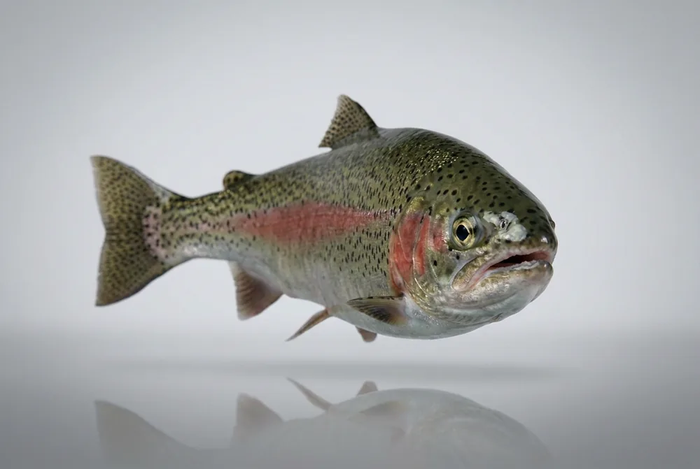 Steelhead — Frontale