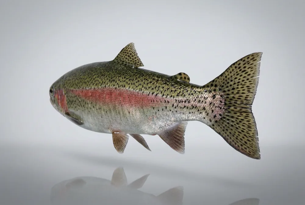 Steelhead — 3/4 dietro