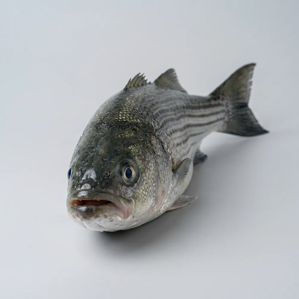 Spigola striata — Frontale
