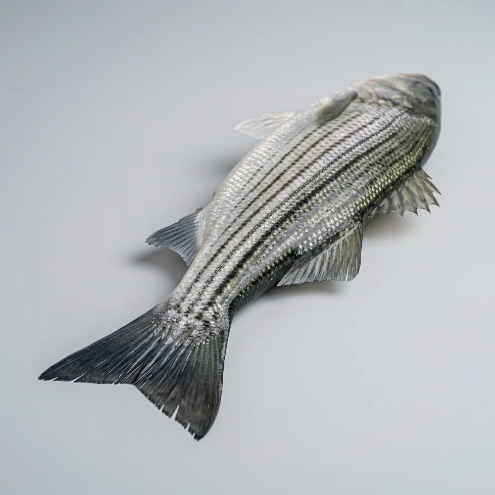 Spigola striata — 3/4 dietro